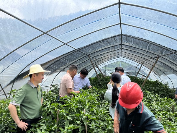 高山辣椒项目.jpg